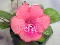 Sinningia 'Ozark Rosey Freckles'